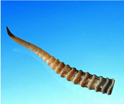 羚羊角 - 札幌市の漢方相談専門なら,漢方相談さくら