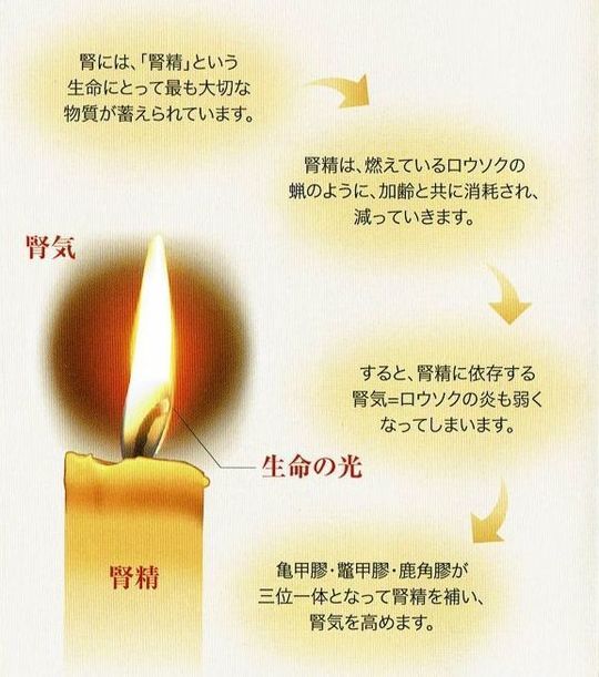 星火亀鹿仙(せいかきろくせん) - 札幌市の漢方相談専門なら,漢方